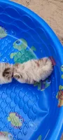 Liberty, a female Pomeranian for sale in Spooner, WI – 3 of 10