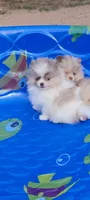 America, a female Pomeranian for sale in Spooner, WI – 2 of 10