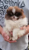 Justice, a male Pomeranian for sale in Spooner, WI – 3 of 10
