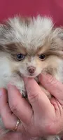 Freedom, a female Pomeranian for sale in Spooner, WI – 2 of 10