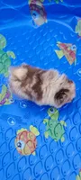 Freedom, a female Pomeranian for sale in Spooner, WI – 6 of 10
