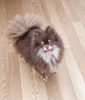 Grayson, a male Pomeranian for sale in Spooner, WI – 6 of 6