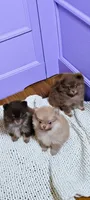 Camdyn, a male Pomeranian for sale in Spooner, WI – 3 of 9