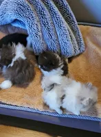 Evie, a female Pomeranian for sale in Spooner, WI – Photo 5 of 7