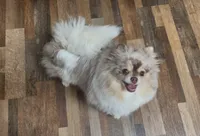 Evie, a female Pomeranian for sale in Spooner, WI – Photo 7 of 7