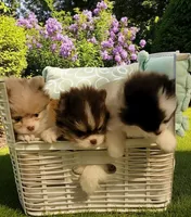 Evie, a female Pomeranian for sale in Spooner, WI – Photo 2 of 7