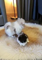 Evie, a female Pomeranian for sale in Spooner, WI – Photo 3 of 7