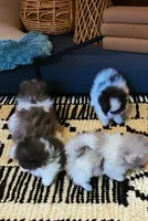 Evie, a female Pomeranian for sale in Spooner, WI – Photo 4 of 7