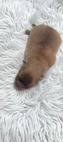 Grayson, a male Pomeranian for sale in Spooner, WI – 2 of 6