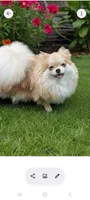 Cayden, a male Pomeranian for sale in Spooner, WI – 5 of 6
