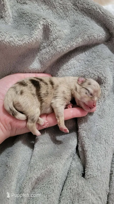 Liberty – Pomeranian puppy for sale in Spooner, WI