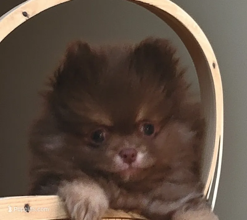 Camdyn – Pomeranian puppy for sale in Spooner, WI
