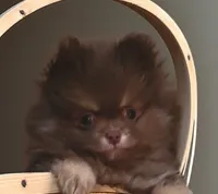 Camdyn, a male Pomeranian for sale in Spooner, WI – 1 of 10
