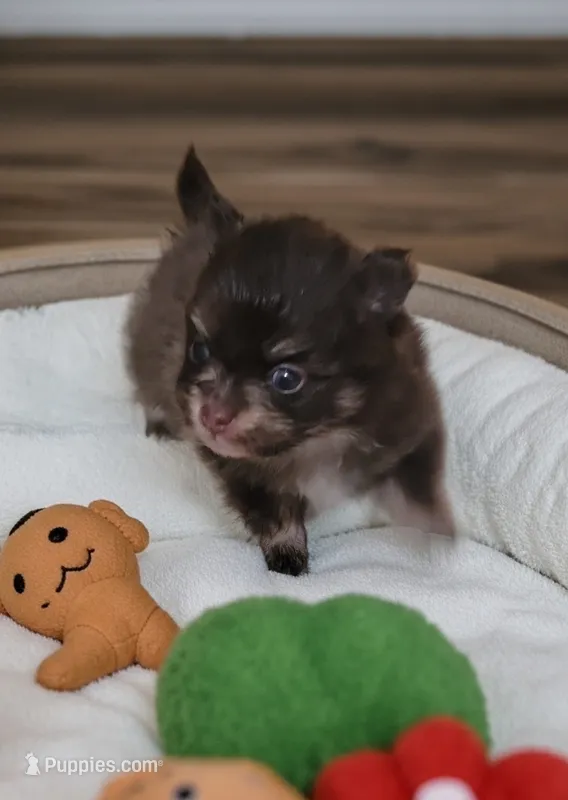 Cayden – Pomeranian puppy for sale in Spooner, WI