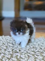 Holly, a female Pomeranian for sale in Spooner, WI – Photo 1 of 5