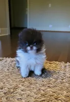 Holly, a female Pomeranian for sale in Spooner, WI – Photo 2 of 5