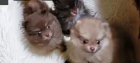 Camdyn, a male Pomeranian for sale in Spooner, WI – 5 of 9