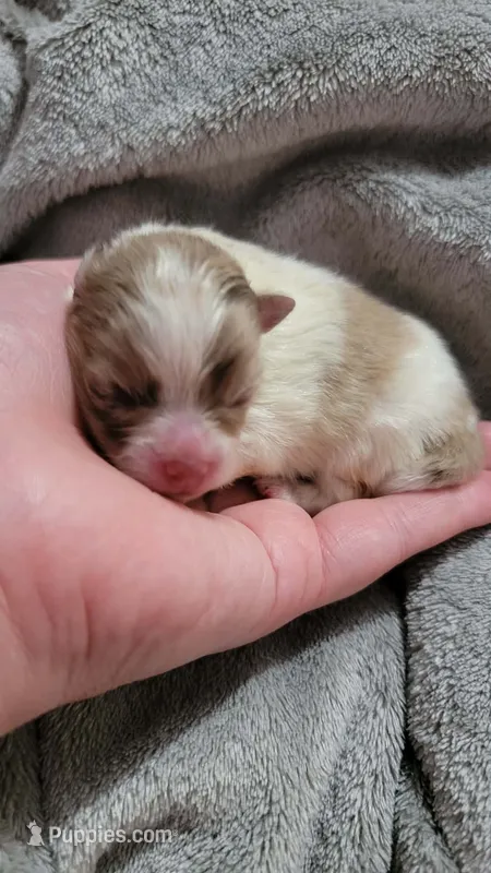 America – Pomeranian puppy for sale in Spooner, WI