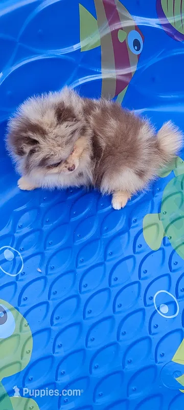 Freedom – Pomeranian puppy for sale in Spooner, WI