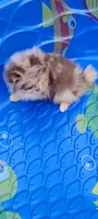Freedom, a female Pomeranian for sale in Spooner, WI – 4 of 10