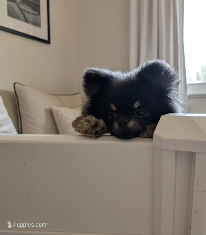 Asher – Pomeranian puppy for sale in Spooner, WI