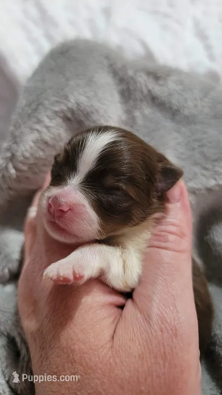 Justice – Pomeranian puppy for sale in Spooner, WI