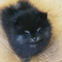 Asher, a male Pomeranian for sale in Spooner, WI – Photo 2 of 3