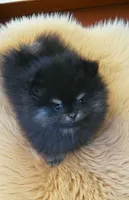 Asher, a male Pomeranian for sale in Spooner, WI – Photo 2 of 3