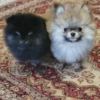 Asher, a male Pomeranian for sale in Spooner, WI – Photo 3 of 3