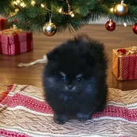 Asher, a male Pomeranian for sale in Spooner, WI – Photo 1 of 3