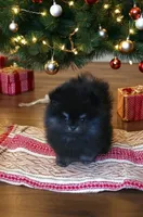 Asher, a male Pomeranian for sale in Spooner, WI – Photo 1 of 3