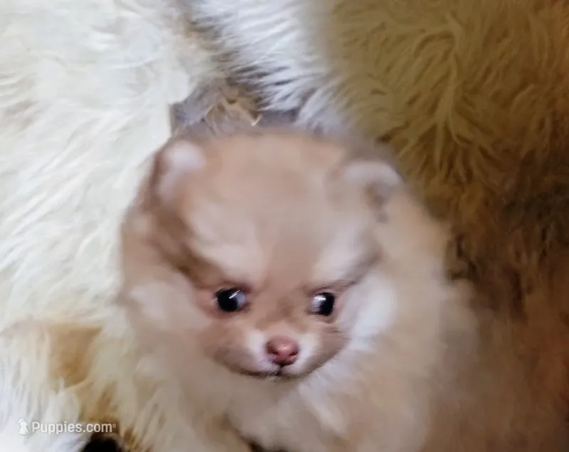 Grayson – Pomeranian puppy for sale in Spooner, WI