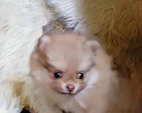 Grayson, a male Pomeranian for sale in Spooner, WI – 2 of 10