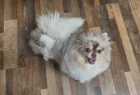 America, a female Pomeranian for sale in Spooner, WI – 9 of 10
