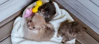 Camdyn, a male Pomeranian for sale in Spooner, WI – 4 of 9