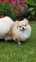 Camdyn, a male Pomeranian for sale in Spooner, WI – 9 of 9