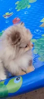 Liberty, a female Pomeranian for sale in Spooner, WI – 2 of 10