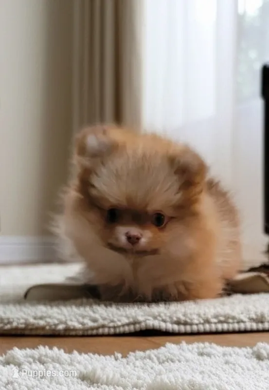 Grayson – Pomeranian puppy for sale in Spooner, WI