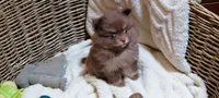 Camdyn, a male Pomeranian for sale in Spooner, WI – 1 of 9