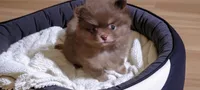 Camdyn, a male Pomeranian for sale in Spooner, WI – 2 of 9