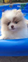 America, a female Pomeranian for sale in Spooner, WI – 3 of 10