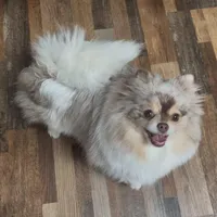 Nicholas, a male Pomeranian for sale in Spooner, WI – Photo 5 of 5