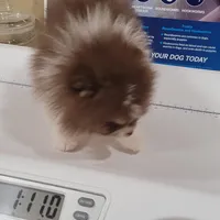 Nicholas, a male Pomeranian for sale in Spooner, WI – Photo 3 of 5