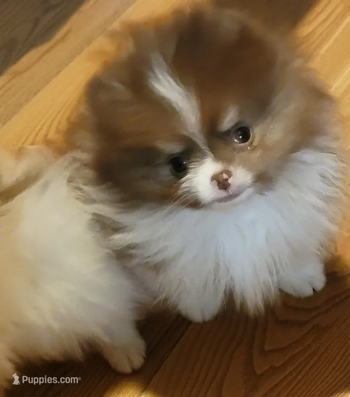 Nicholas, a male Pomeranian for sale in Spooner, WI – Photo 1 of 5