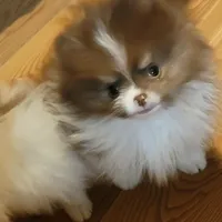 Nicholas, a male Pomeranian for sale in Spooner, WI – Photo 1 of 5