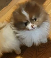 Nicholas, a male Pomeranian for sale in Spooner, WI – Photo 1 of 5