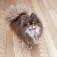 Nicholas, a male Pomeranian for sale in Spooner, WI – Photo 4 of 5