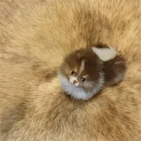 Nicholas, a male Pomeranian for sale in Spooner, WI – Photo 2 of 5