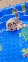 Freedom, a female Pomeranian for sale in Spooner, WI – 5 of 10