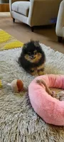 Belle, a female Pomeranian for sale in Spooner, WI – Photo 2 of 6